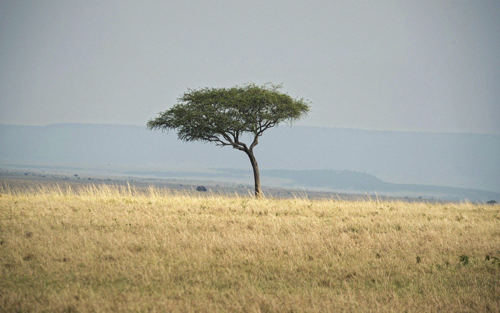 Solitary flat-topped acacia tree standing in dry savanna grassland