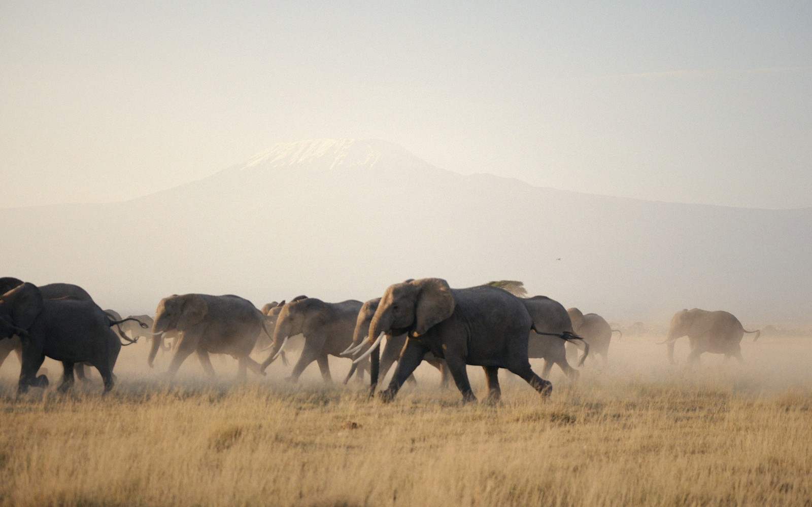 The Big Five, and Where to Find Them
