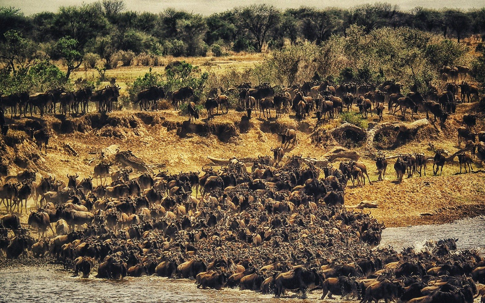 The Great Migration, Explained