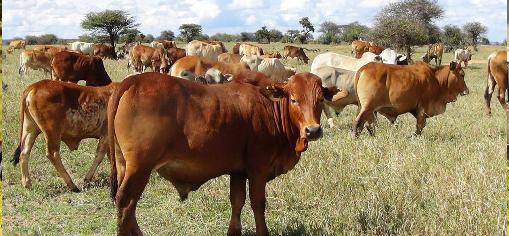 Improved Boran Cattle An Important Component Of Meat In Arid Areas