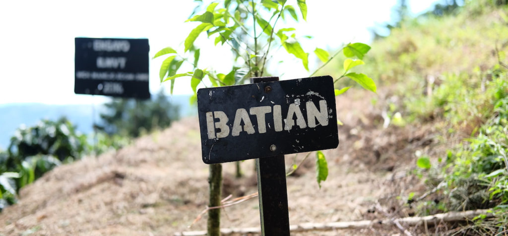 The Coffee Research Institute Explores Batian Variety